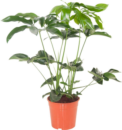 Philodendron Green Wonder - Daily flowers - Plante - Daily flowers