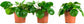 Pilea Peperomioide - Lot de 3 - Daily flowers - Plante - Daily flowers